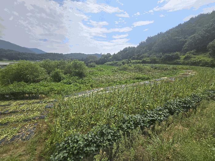 경상남도 남해군 삼동면 영지리 1185 답 경매 사진 4