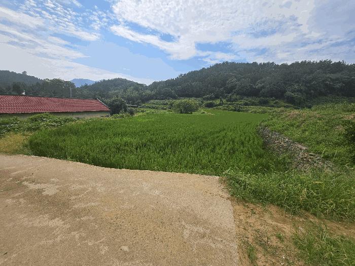 경상남도 남해군 삼동면 영지리 1185 답 경매 사진 5