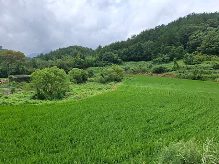 경상남도 남해군 삼동면 영지리 1185 답 경매 사진 9