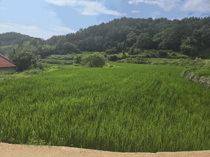 경상남도 남해군 삼동면 영지리 2093 답 경매 사진 3