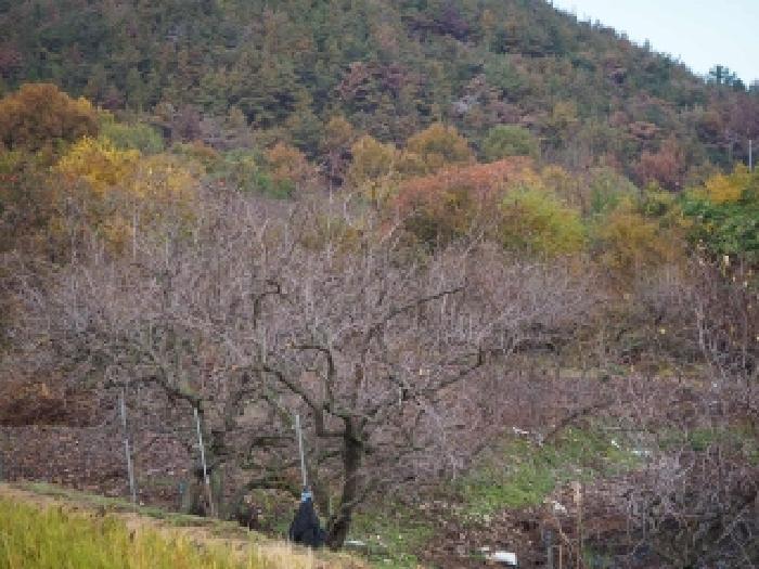 경상남도 밀양시 부북면 청운리 247 유지 경매 사진 17