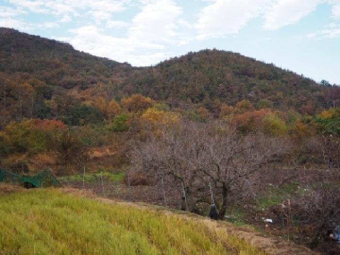 경상남도 밀양시 부북면 청운리 247 유지 경매 사진 19