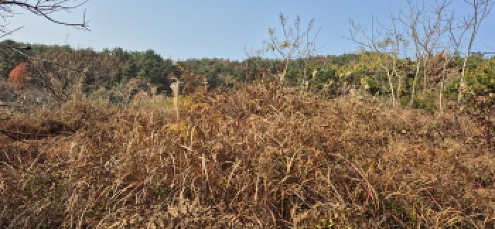 경상남도 고성군 삼산면 미룡리 885 전 경매 사진 13