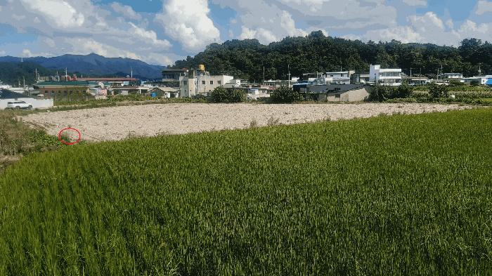 전북특별자치도 김제시 금산면 원평리 54-1 답 경매 사진 5