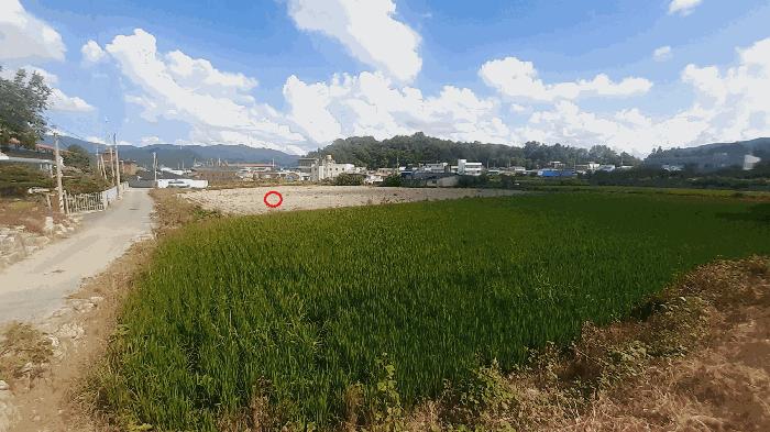 전북특별자치도 김제시 금산면 원평리 54-1 답 경매 사진 8