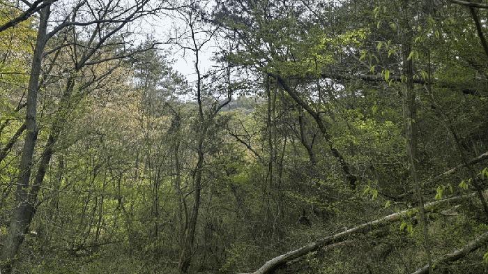 경상남도 사천시 곤명면 본촌리 581 임야 경매 사진 7