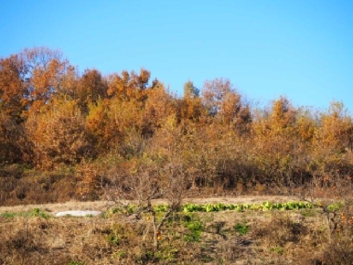 경상남도 창녕군 남지읍 성사리 1299 전 경매 사진 10