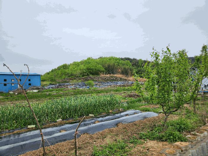 경상남도 창녕군 남지읍 성사리 1299 전 경매 사진 3