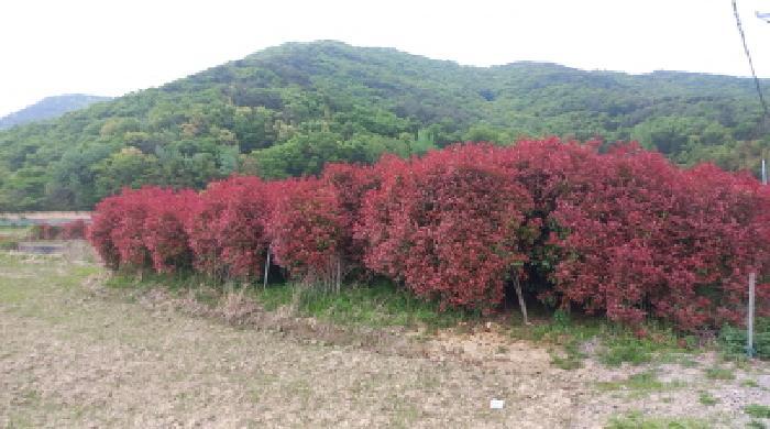 경상남도 거제시 연초면 오비리 677-8 답 경매 사진 15