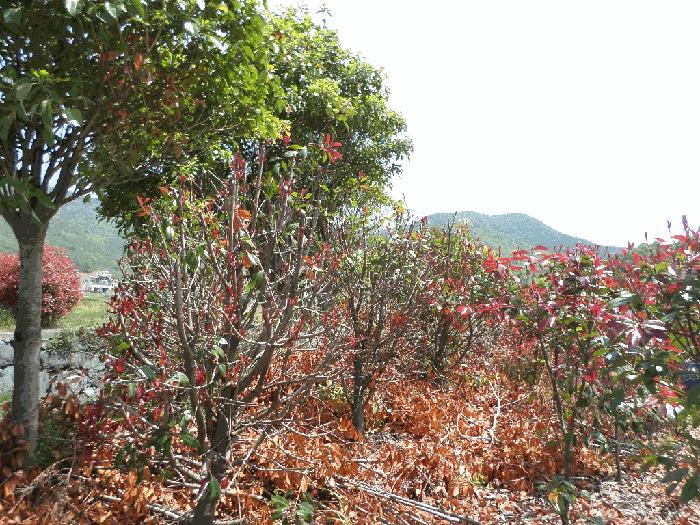 경상남도 거제시 연초면 오비리 677-8 답 경매 사진 8