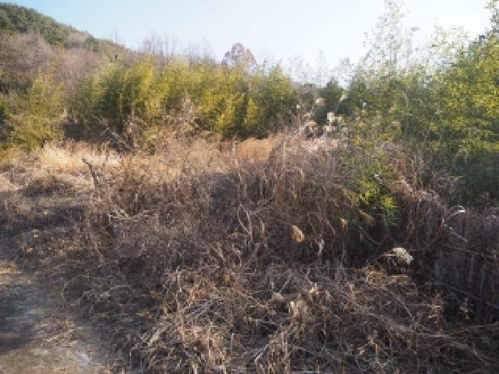 경상남도 밀양시 단장면 안법리 695 전 경매 사진 8