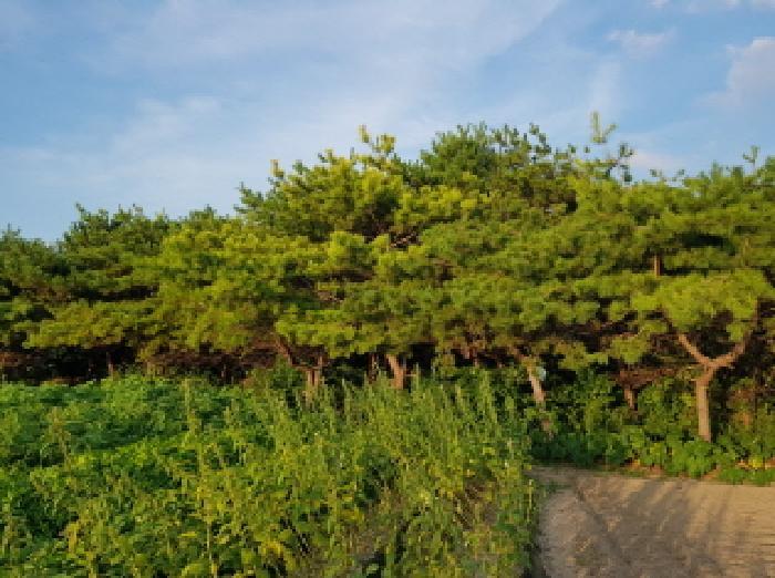 전북특별자치도 부안군 변산면 격포리 271-25 전 경매 사진 14