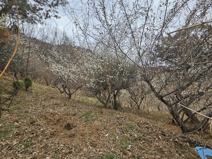 전라남도 순천시 별량면 마산리 677 전 경매 사진 19