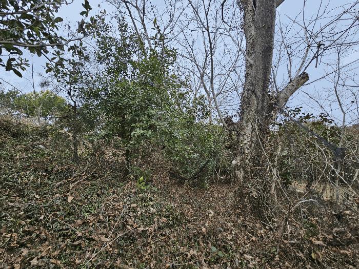 전라남도 순천시 별량면 마산리 677 전 경매 사진 2