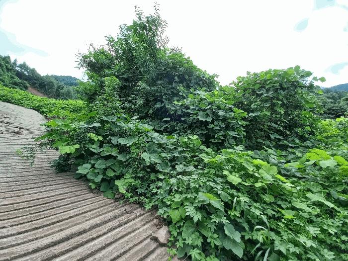 경기도 가평군 조종면 마일리 46 대지 경매 사진 10