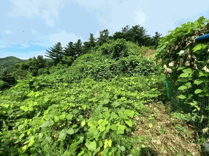 경기도 가평군 조종면 마일리 46 대지 경매 사진 11