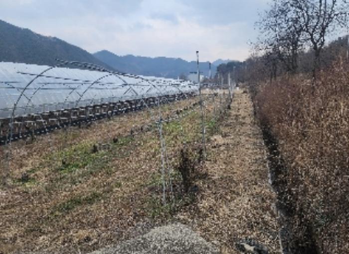 충청북도 영동군 매곡면 노천리 175 답 경매 사진 11