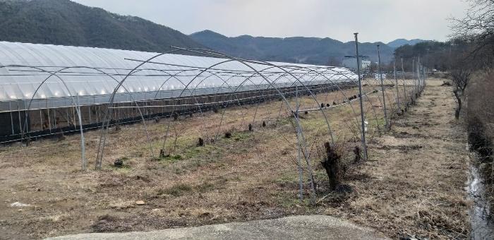 충청북도 영동군 매곡면 노천리 175 답 경매 사진 8
