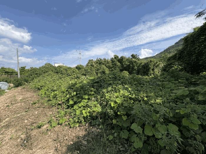 충청북도 영동군 양산면 수두리 611-1 전 경매 사진 2