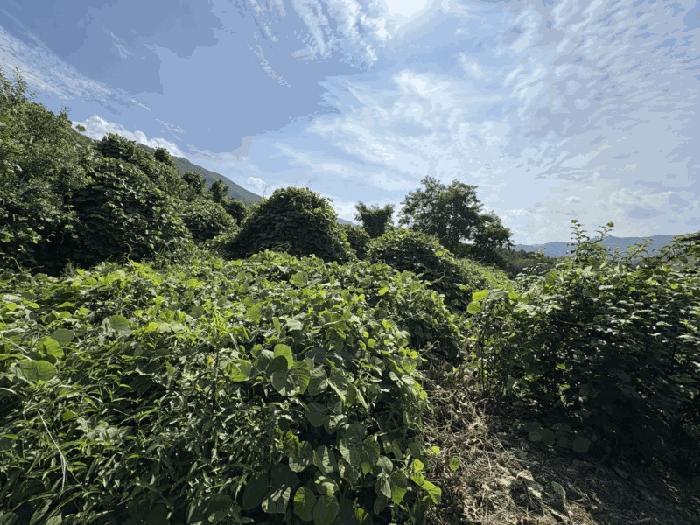 충청북도 영동군 양산면 수두리 611-1 전 경매 사진 3