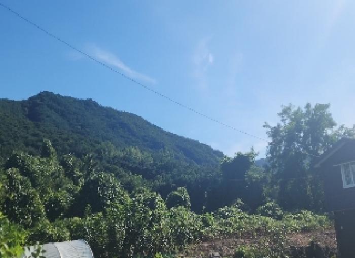 충청북도 영동군 양산면 수두리 611-1 전 경매 사진 7