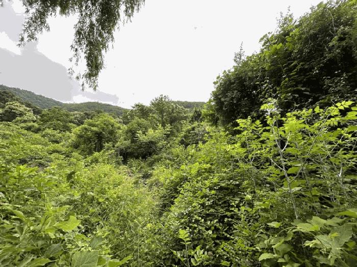 충청북도 옥천군 군북면 증약리 산18-3 임야 경매 사진 1