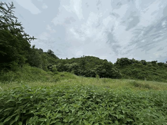 충청북도 옥천군 군북면 증약리 산18-3 임야 경매 사진 2