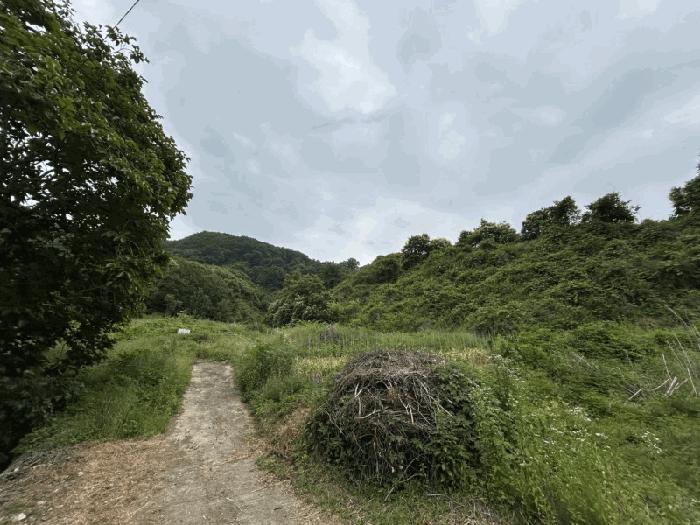 충청북도 옥천군 군북면 증약리 산18-3 임야 경매 사진 3