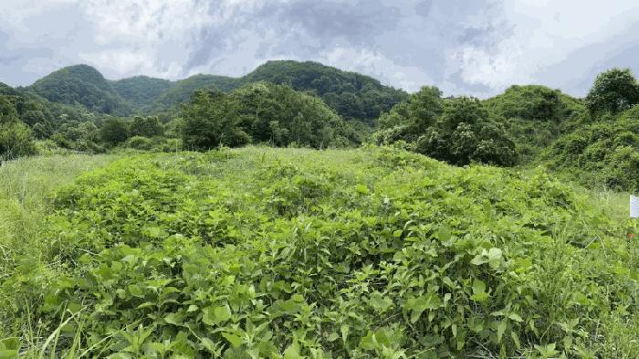 충청북도 옥천군 군북면 증약리 산18-3 임야 경매 사진 6