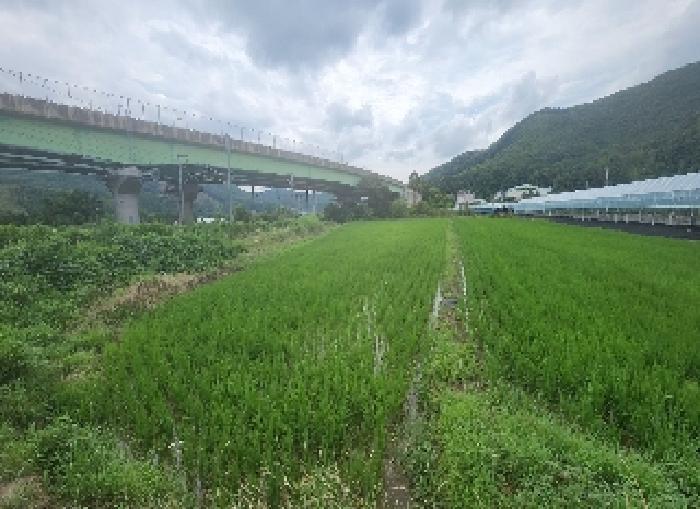 충청북도 영동군 추풍령면 관리 412-5 답 경매 사진 3