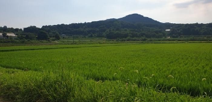 충청남도 예산군 광시면 은사리 437-2 답 경매 사진 11