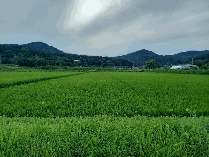 충청남도 예산군 광시면 구례리 390 전 경매 사진 1