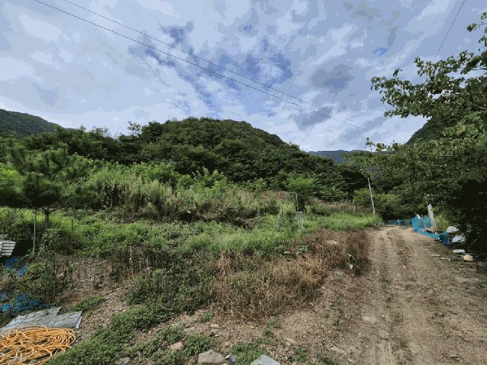 강원특별자치도 영월군 산솔면 직동리 444 대지 경매 사진 2