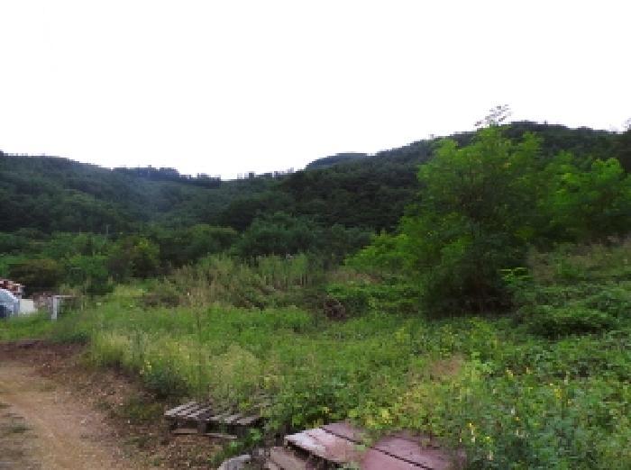 강원특별자치도 영월군 산솔면 직동리 444 대지 경매 사진 5