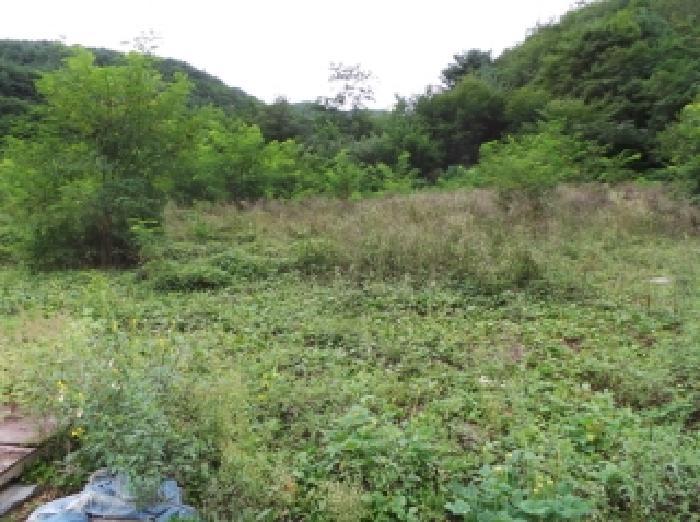 강원특별자치도 영월군 산솔면 직동리 444 대지 경매 사진 6