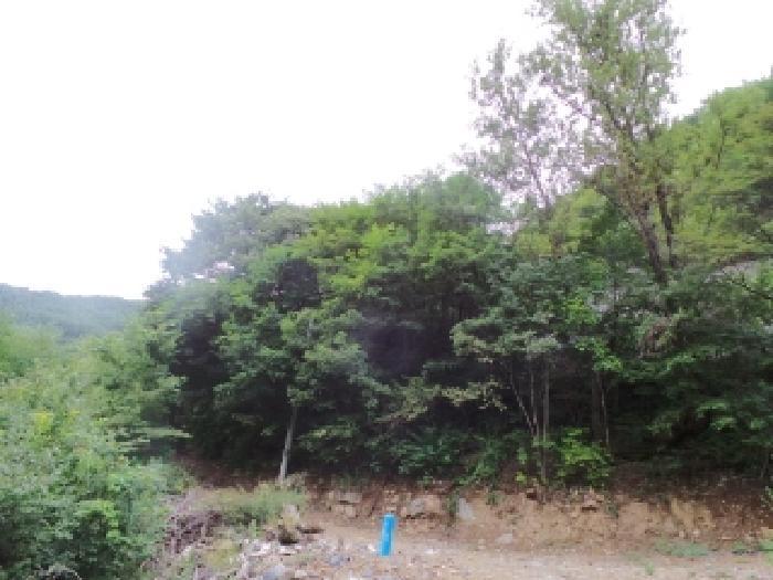 강원특별자치도 영월군 산솔면 직동리 444 대지 경매 사진 8