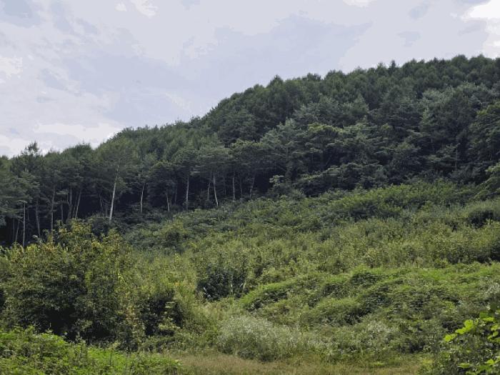 강원특별자치도 평창군 진부면 수항리 220-1 전 경매 사진 2