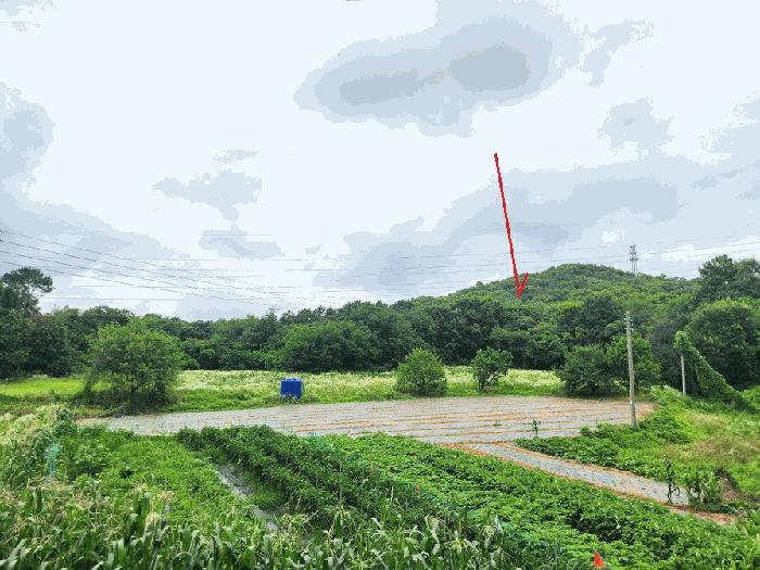 경기도 평택시 청북읍 옥길리 산22-6 임야 경매 사진 16