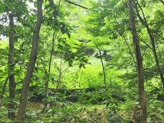 경기도 평택시 청북읍 옥길리 산22-6 임야 경매 사진 9