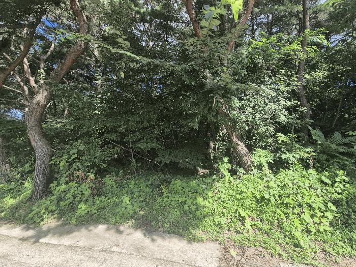 경상북도 칠곡군 동명면 득명리 286-28 임야 경매 사진 1