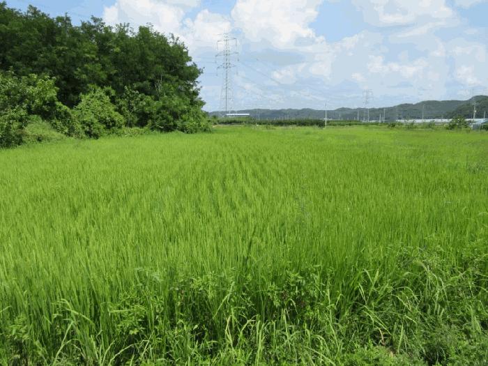 경상북도 영천시 답