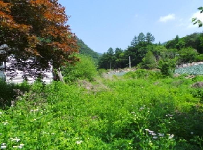 강원특별자치도 평창군 대화면 개수리 312-11 주택 경매 사진 18
