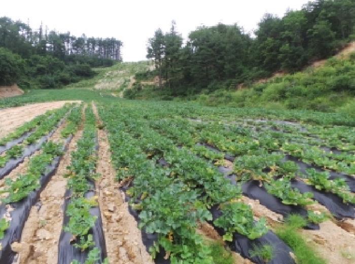 강원특별자치도 평창군 대관령면 용산리 362-16 임야 경매 사진 11