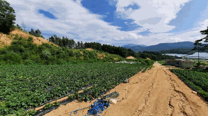 강원특별자치도 평창군 대관령면 용산리 362-16 임야 경매 사진 4