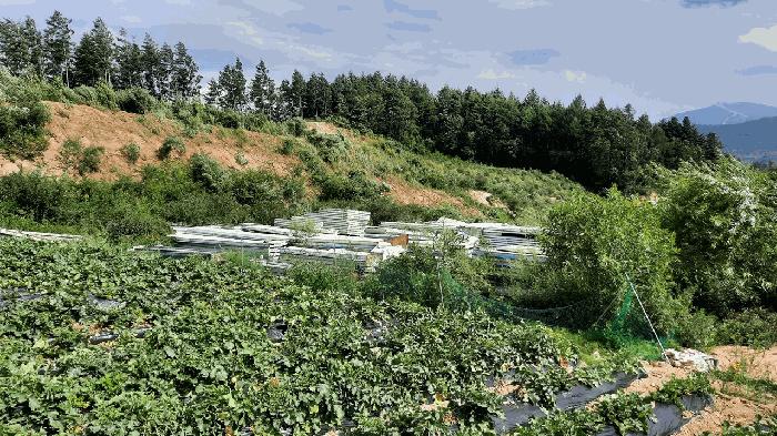강원특별자치도 평창군 대관령면 용산리 362-16 임야 경매 사진 5