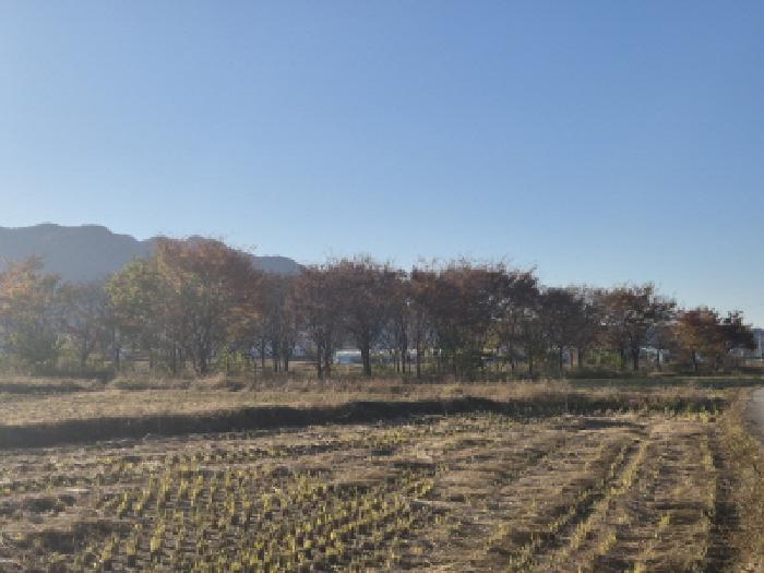 경상북도 경주시 건천읍 건천리 130 답 경매 사진 5