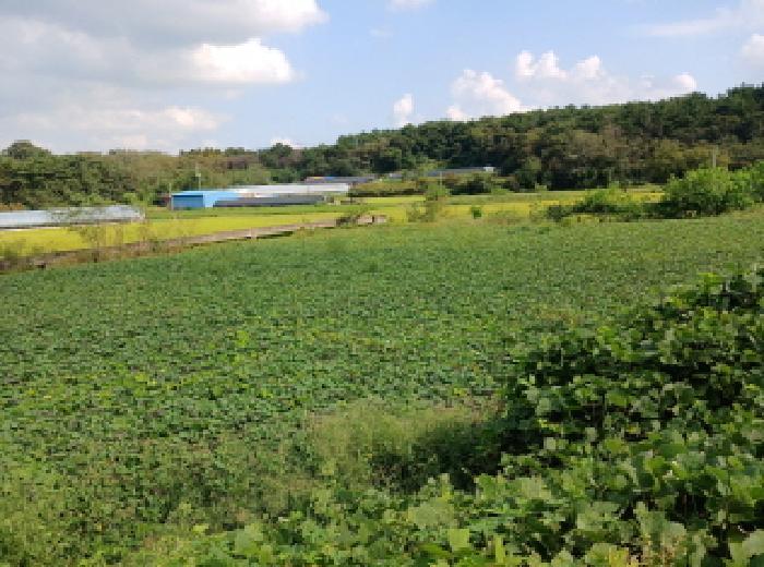 충청남도 당진시 고대면 당진포리 455-4 임야 경매 사진 11