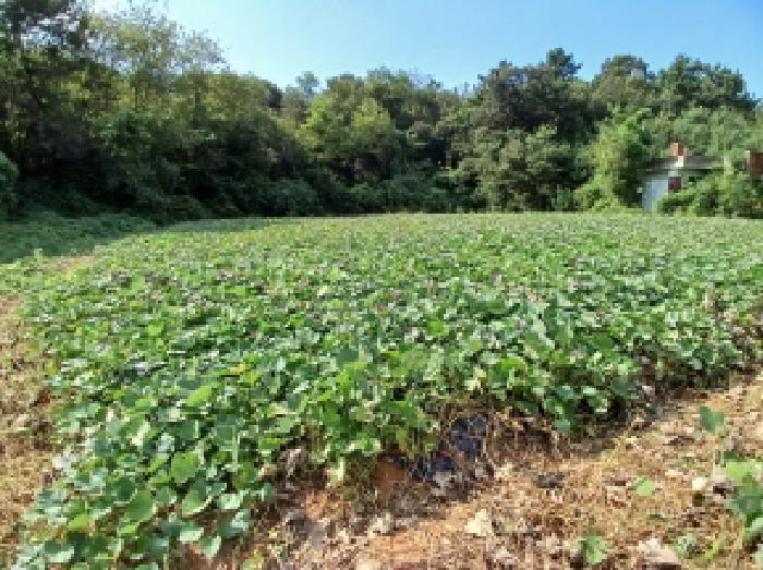 충청남도 당진시 고대면 당진포리 455-4 임야 경매 사진 12