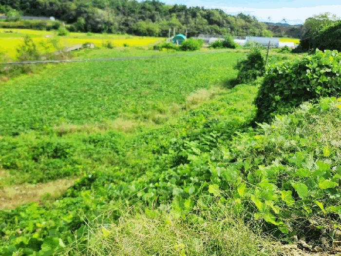 충청남도 당진시 고대면 당진포리 455-4 임야 경매 사진 2