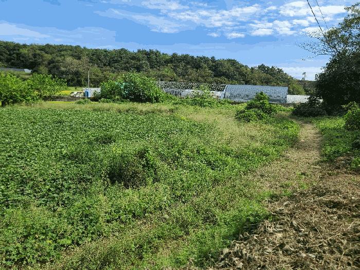 충청남도 당진시 고대면 당진포리 455-4 임야 경매 사진 3